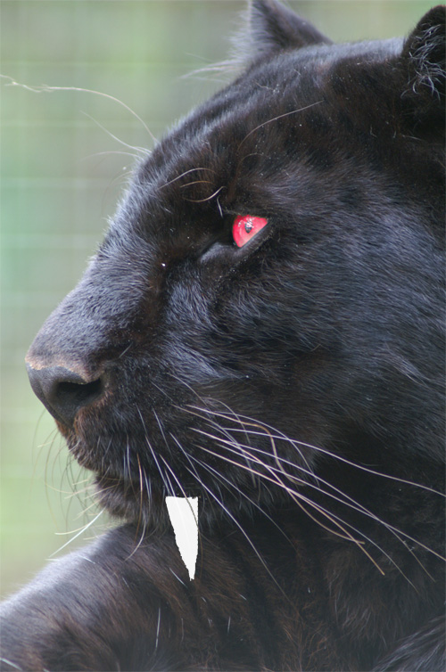 A Vampire Panther appears here Vampire panthers of sufficient age can move