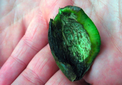 Nut green