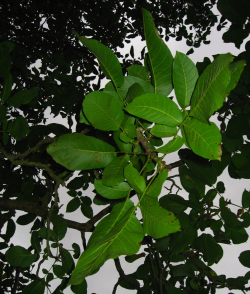 Nut leaves